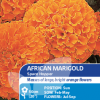 African Marigold Space Hopper