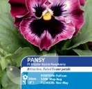 Pansy F1 Frizzle Sizzle Raspberry