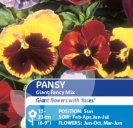 Pansy Giant Fancy Mix