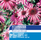 Echinacea Brilliant Star