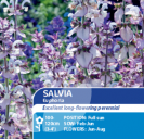 Salvia Euphoria