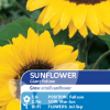 Sunflower Giant Yellow