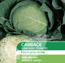 Cabbage Golden Acre Primo (11)