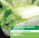 Chinese Cabbage F1 Hilton