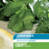 Coriander