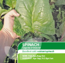 Spinach Gigante D'Inverno
