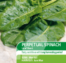 Perpetual Spinach Leaf Beet