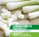 Spring Onion White Lisbon