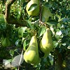 Pear Cordon Trees