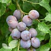 Shropshire Damson