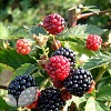 Sunberry