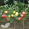 Family Apple Tree