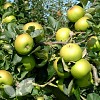 Bramley's Seedling (AGM)