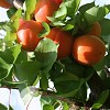 Apricot Flavourcot®