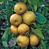 Asian Pear Shinseiki