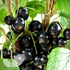 Currant Collection 3 Bushes Saving £2.90