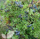 Prunus Spinosa (Blackthorn)