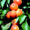 Apricot Early Moorpark (AGM)