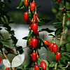 Goji Berry