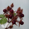 Japanese Wineberry