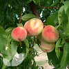 Peach Rochester (AGM)