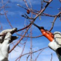 Fruit Tree Pruning