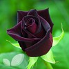 Black Baccara