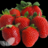 Strawberry Collection