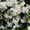 Crataegus monogyna (Hawthorn)