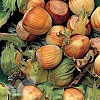 Hall's Giant Cobnut