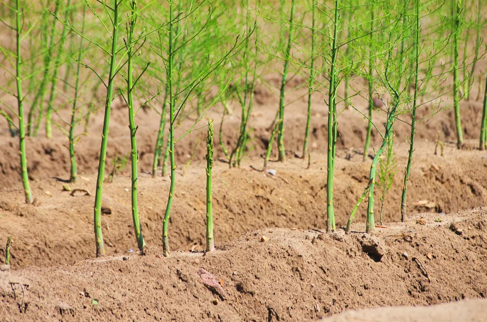 Asparagus Rows.jpg