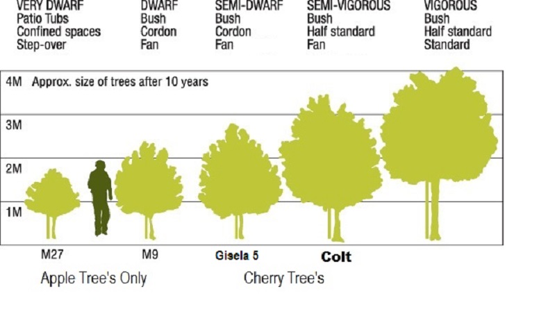 Apple Tree Size Chart