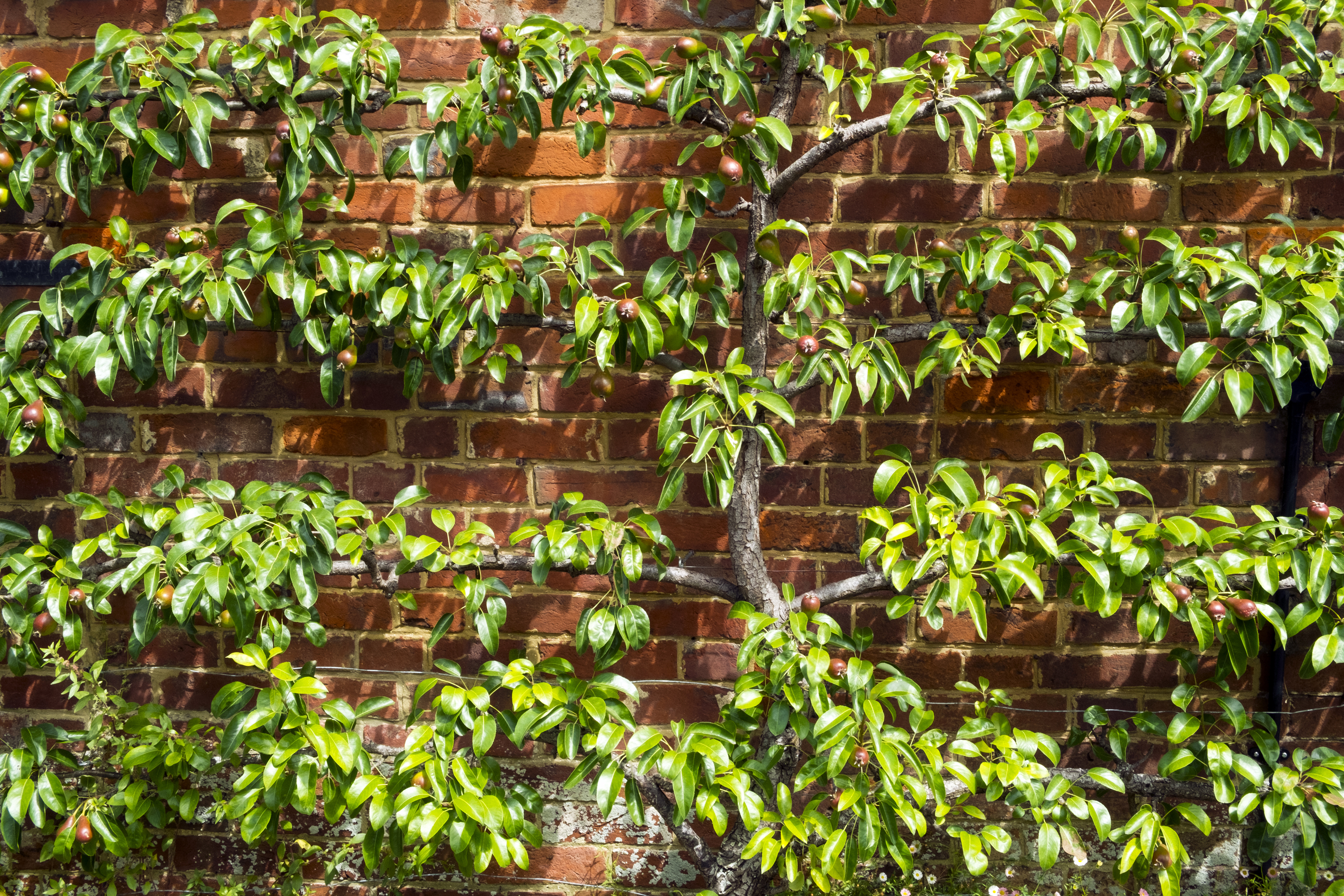 Pear Espalier