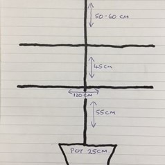 Espalier Size Guide 2 (3).JPG