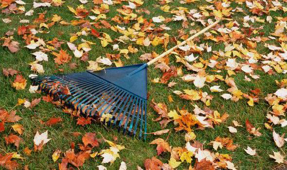 Fallen Leaves.jpg