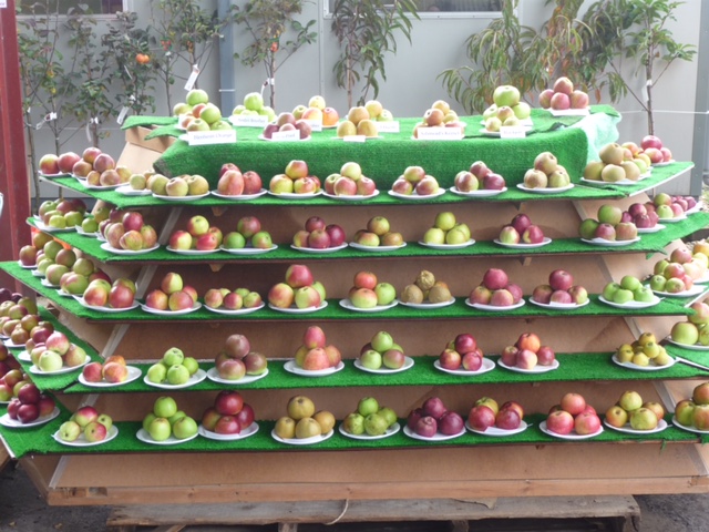 Fruit Display.JPG