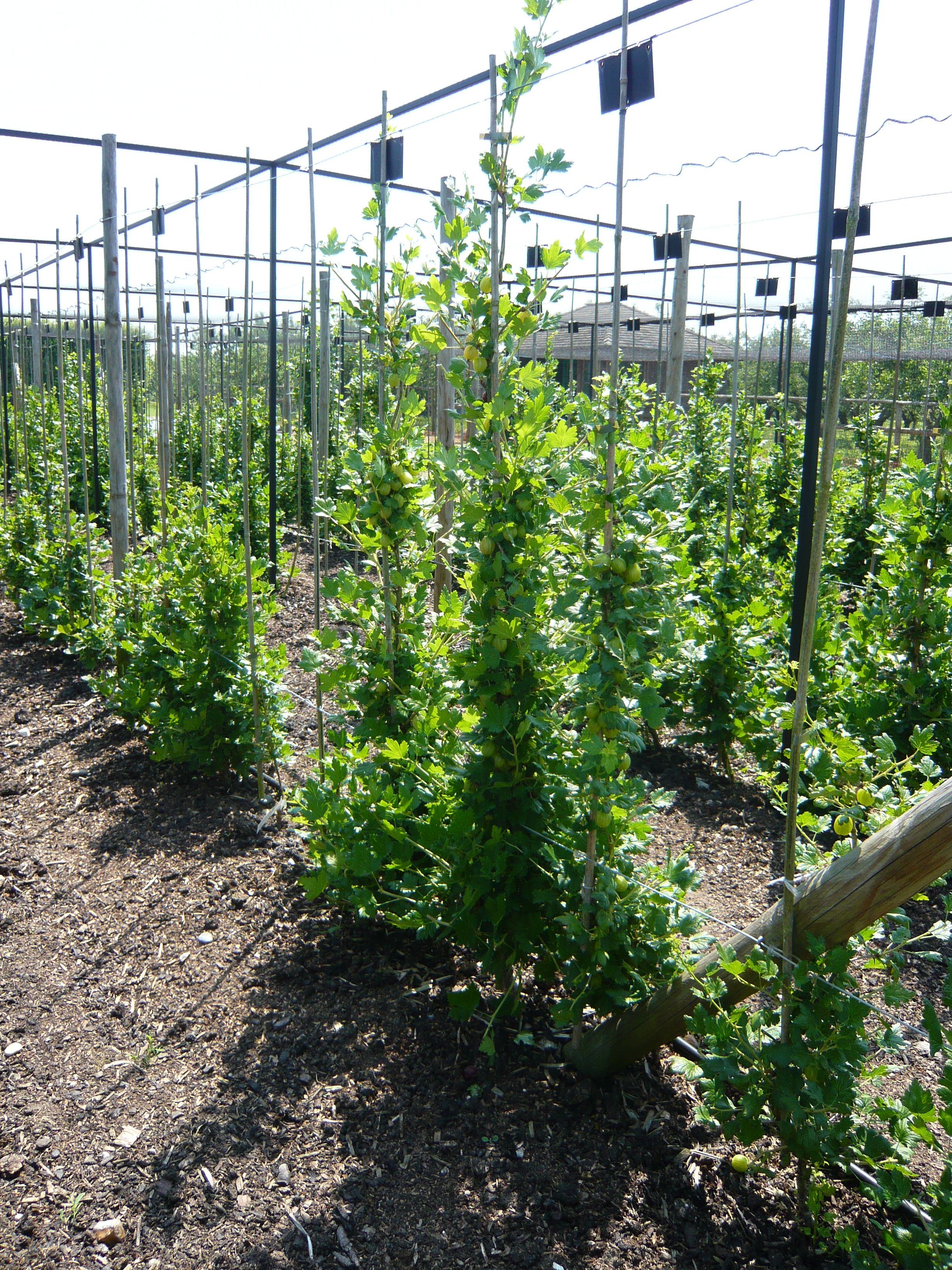 Gooseberry Cordons