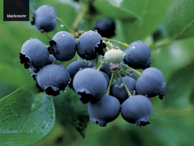 Blueberries