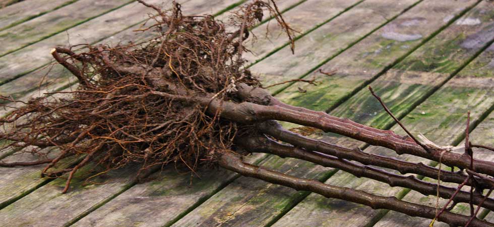 bare root fruit tree.jpg