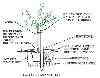 Planting A Fruit tree
