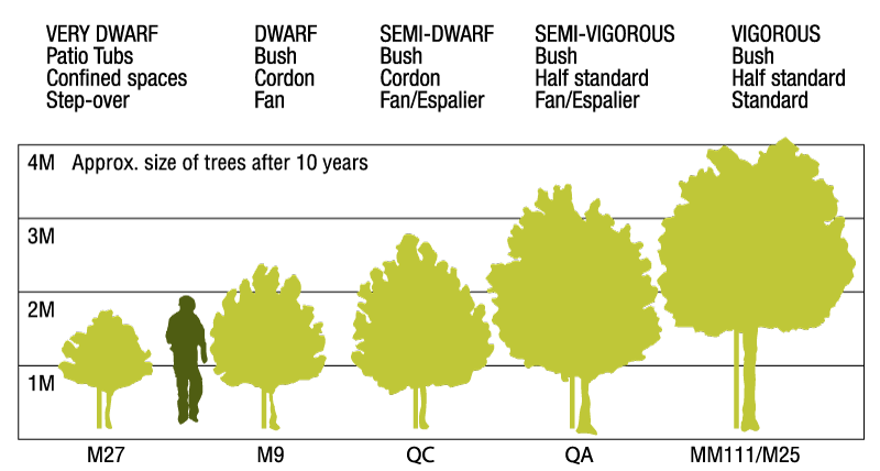 rootstock-pear